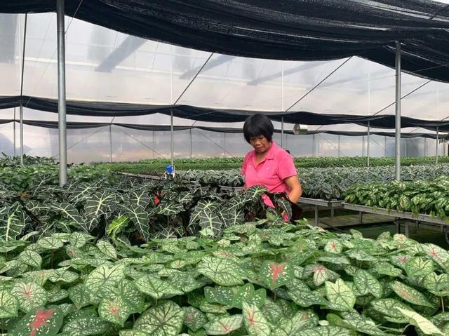 探花流出视频在线观看 室内种植经济项目，小型室内种植致富？