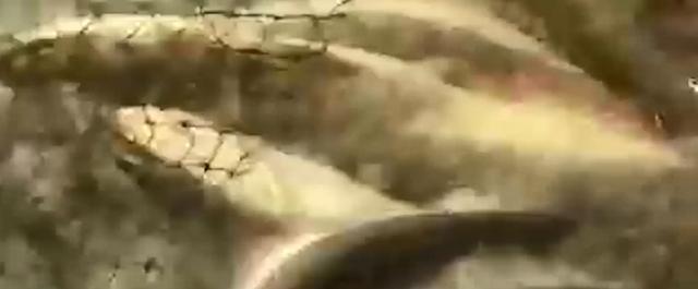丝袜足交福利网址视频 闲鱼鱼塘在哪里找（2021闲鱼鱼塘在哪里找）