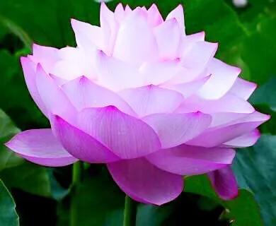 四虎免费在线观看白丝 接天莲叶是什么季节的_（接天莲叶是不是夏天）