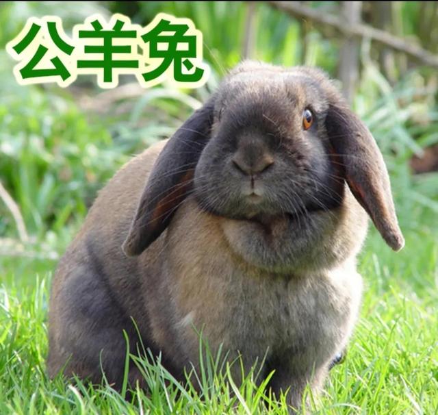 丝袜足交福利网址视频 现在农村搞养殖什么项目赚钱，农村搞养殖什么赚钱？