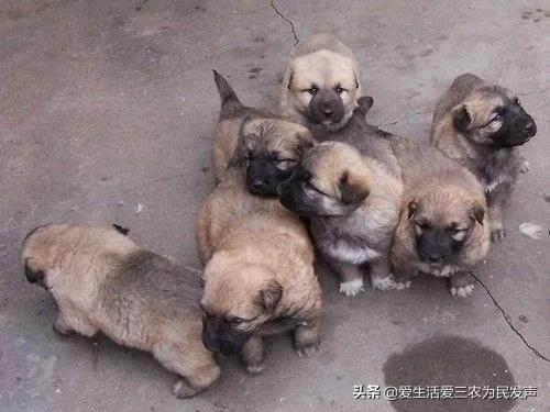 探花流出视频在线观看 适合穷人的创业项目养殖（养殖什么投资少又挣钱）