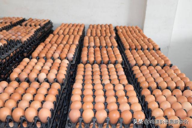 四虎免费在线观看白丝 山东淘汰鸡最新价格行情（最新淘汰鸡价格）