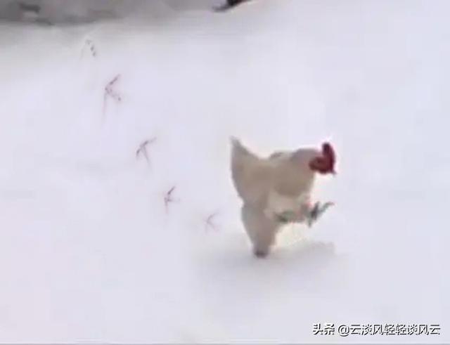 探花流出视频在线观看 尚可诗牌子怎么样 健康吗（尚可诗是品牌吗）