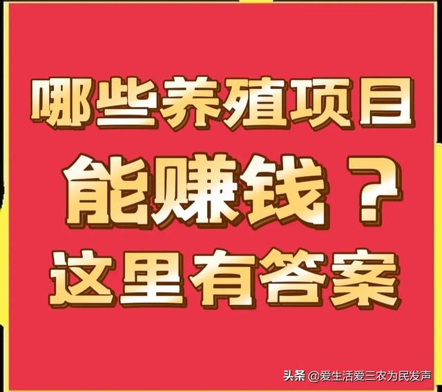 探花流出视频在线观看 适合穷人的创业项目养殖（养殖什么投资少又挣钱）