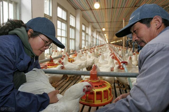 探花流出视频在线观看 新手养什么最赚钱（新手销售卖什么好）