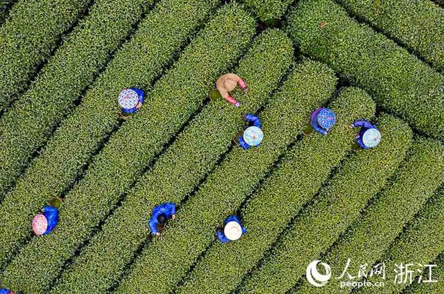 探花流出视频在线观看 杭州微信喝茶群去哪里找，杭州喝茶vx群