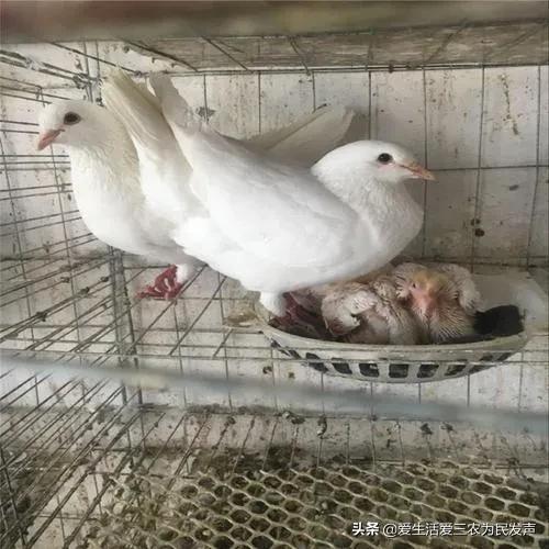 探花流出视频在线观看 适合穷人的创业项目养殖（养殖什么投资少又挣钱）