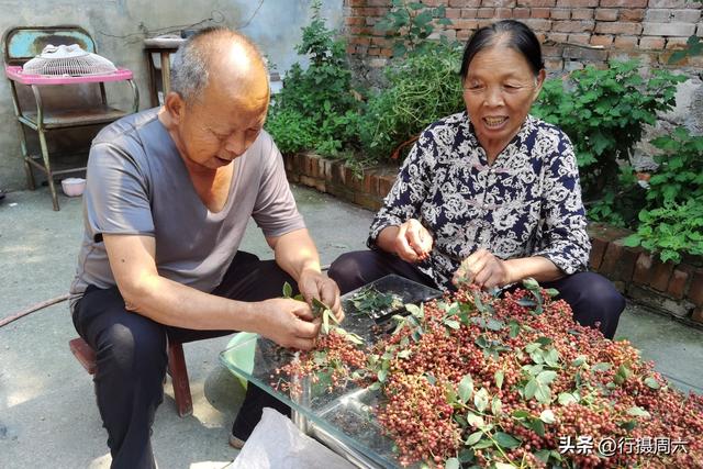 四虎免费在线观看白丝 养植什么动物最赚钱呢知乎，养植什么动物最赚钱呢图片？