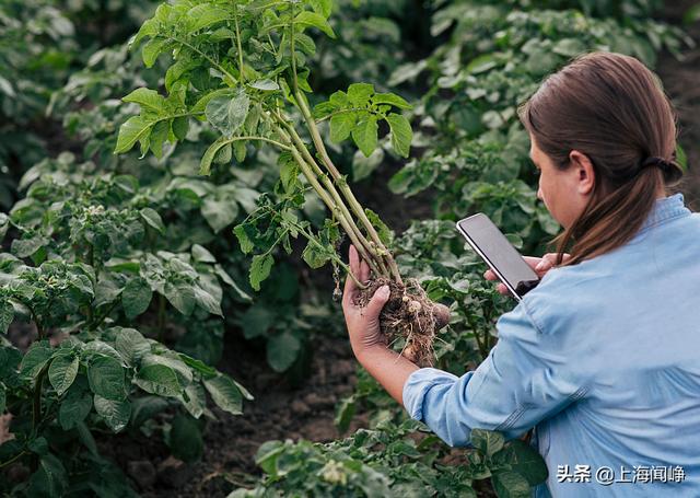 丝袜足交福利网址视频 识花的软件哪个好用，看花识名小程序？
