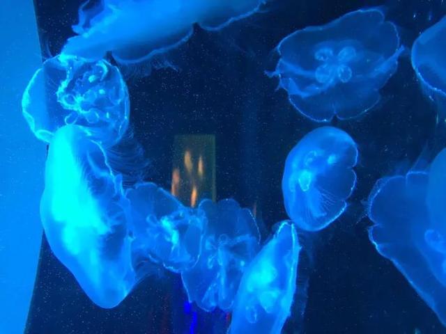探花流出视频在线观看 最新室内儿童娱乐项目（青少年室内娱乐项目）