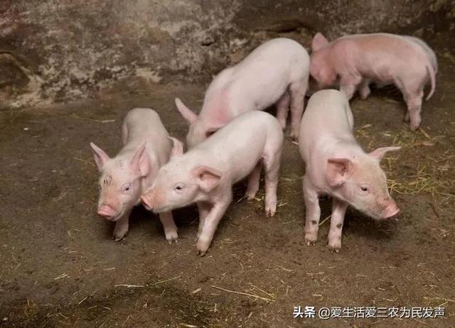 探花流出视频在线观看 适合穷人的创业项目养殖（养殖什么投资少又挣钱）