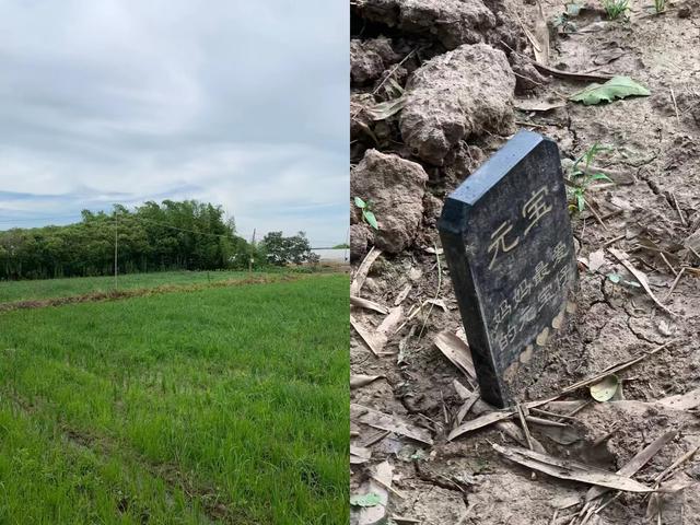 探花流出视频在线观看 悬赏猫赚钱是真的吗安全吗，悬赏猫赚钱是真的吗安全吗？