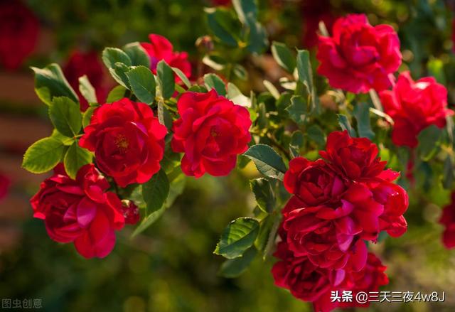 探花流出视频在线观看 日进斗金上一句对联（日进斗金下一句对联）