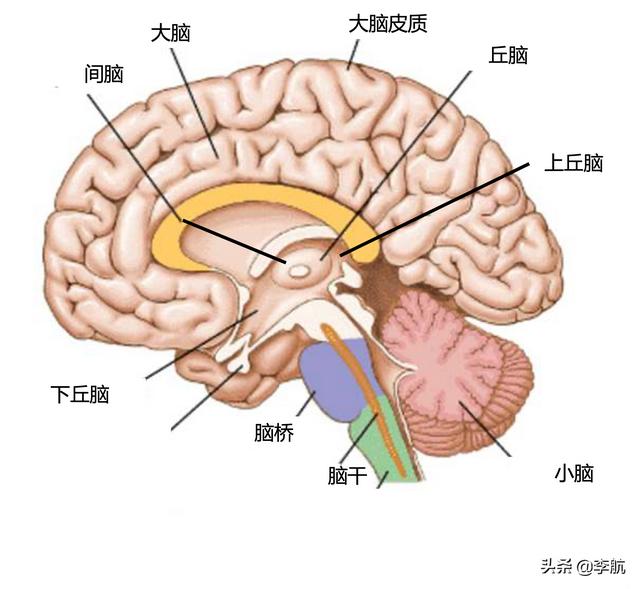 四虎免费在线观看白丝 脑叶公司官方漫画合集（脑叶公司官方漫画网站）