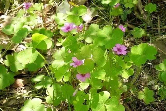 丝袜足交福利网址视频 可可西里牧羊人（可可草原的牧羊人）
