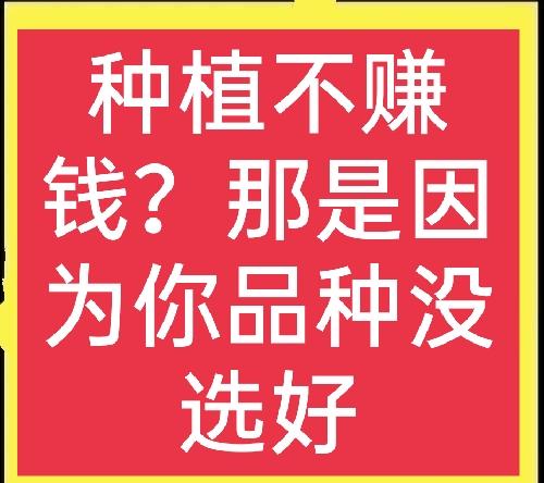 探花流出视频在线观看 未来几年农村种植什么挣钱（未来农村种植什么前景好）