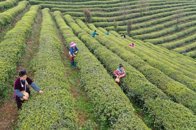 丝袜足交福利网址视频 茶叶店怎么做生意（做茶叶生意注意什么）