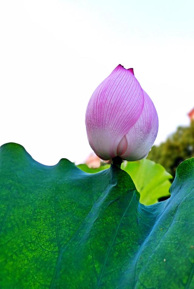 四虎免费在线观看白丝 接天莲叶是什么季节的_（接天莲叶是不是夏天）