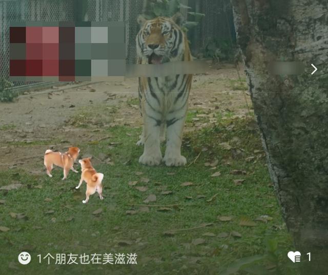 探花流出视频在线观看 苹果手机微信怎么设置背景图片，微信怎么设置背景图片铃声