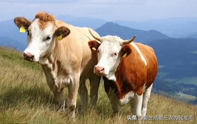 探花流出视频在线观看 适合穷人的创业项目养殖（养殖什么投资少又挣钱）