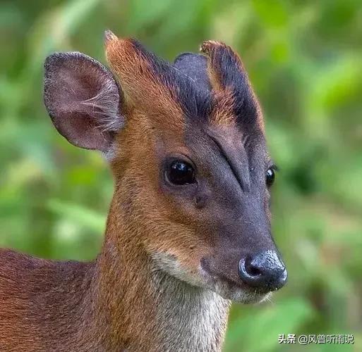 四虎免费在线观看白丝 没钱走投无路怎样创业呢，没钱走投无路怎样创业呢知乎？