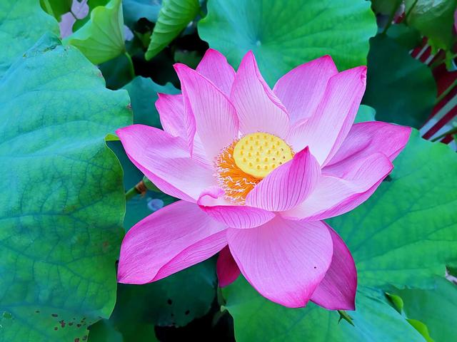 四虎免费在线观看白丝 接天莲叶是什么季节的_（接天莲叶是不是夏天）