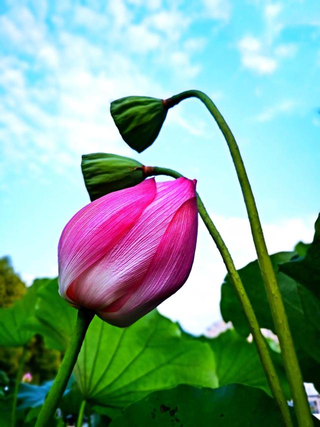 四虎免费在线观看白丝 接天莲叶是什么季节的_（接天莲叶是不是夏天）