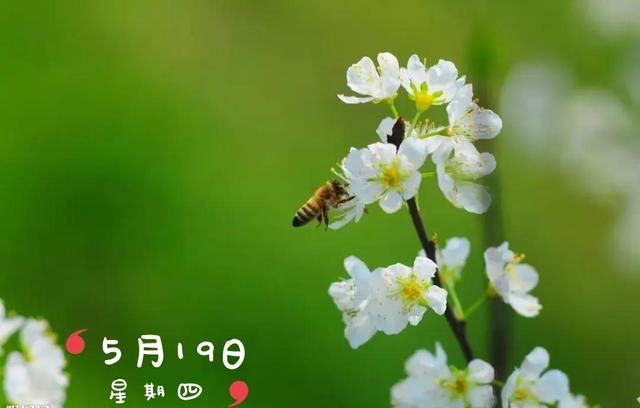 探花流出视频在线观看 企鹅号怎么注册能有收益（企鹅号怎么注册容易通过）
