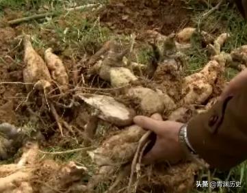 四虎免费在线观看白丝 走投无路了找快速赚钱路子2020（走投无路了怎么快速赚钱）