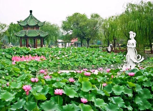 四虎免费在线观看白丝 接天莲叶是什么季节的_（接天莲叶是不是夏天）