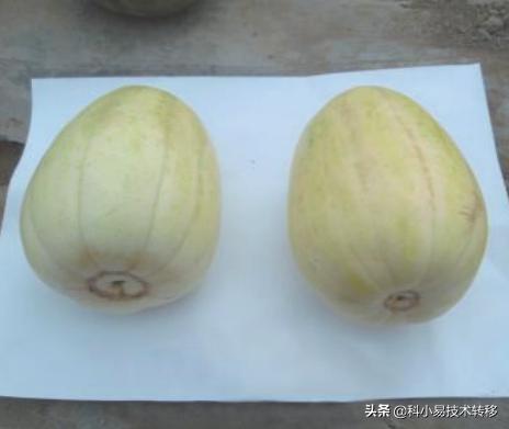 探花流出视频在线观看 农业项目立项报告（农业项目可行性报告怎样写）