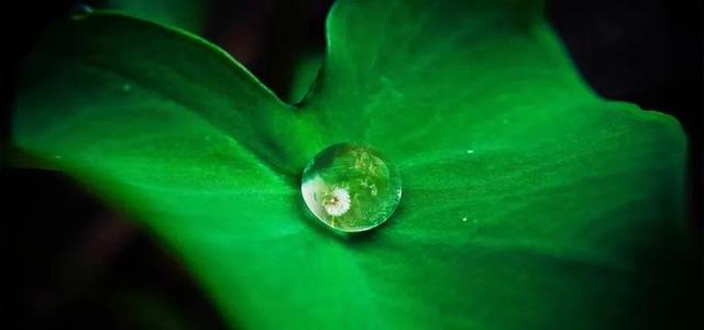 四虎免费在线观看白丝 接天莲叶是什么季节的_（接天莲叶是不是夏天）