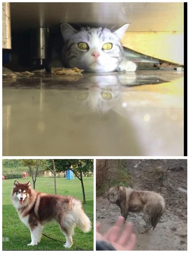 探花流出视频在线观看 悬赏猫赚钱是真的吗安全吗，悬赏猫赚钱是真的吗安全吗？