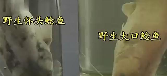 丝袜足交福利网址视频 闲鱼鱼塘在哪里找（2021闲鱼鱼塘在哪里找）