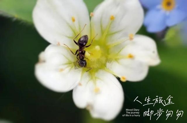 探花流出视频在线观看 企鹅号怎么注册能有收益（企鹅号怎么注册容易通过）