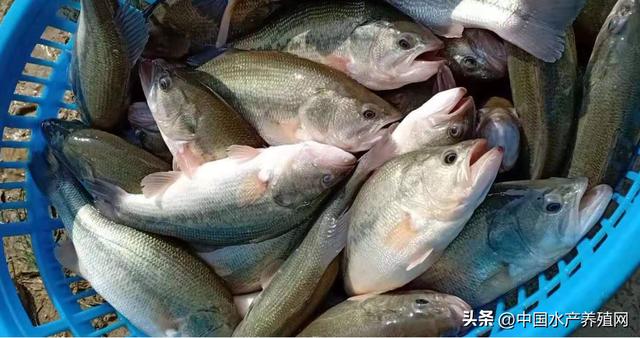 丝袜足交福利网址视频 养殖黄骨鱼挣钱吗，黄骨鱼养殖利润？