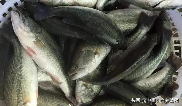 丝袜足交福利网址视频 养殖黄骨鱼挣钱吗，黄骨鱼养殖利润？