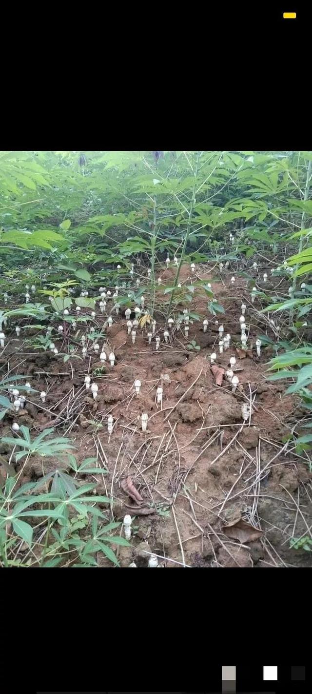 探花流出视频在线观看 抖音怎么加好友到微信上，抖音怎么加好友到微信里面？