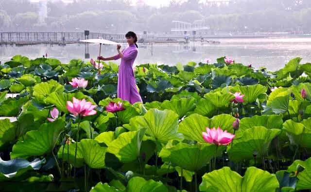 四虎免费在线观看白丝 接天莲叶是什么季节的_（接天莲叶是不是夏天）