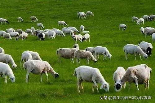 探花流出视频在线观看 适合穷人的创业项目养殖（养殖什么投资少又挣钱）