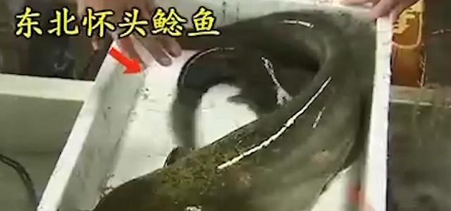 丝袜足交福利网址视频 闲鱼鱼塘在哪里找（2021闲鱼鱼塘在哪里找）