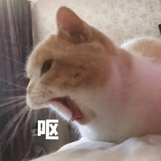 四虎免费在线观看白丝 推特关键词推荐在哪里设置（推荐几个推特关键词）